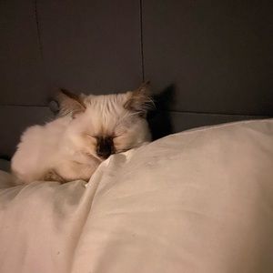 Meet your Posher, Jen